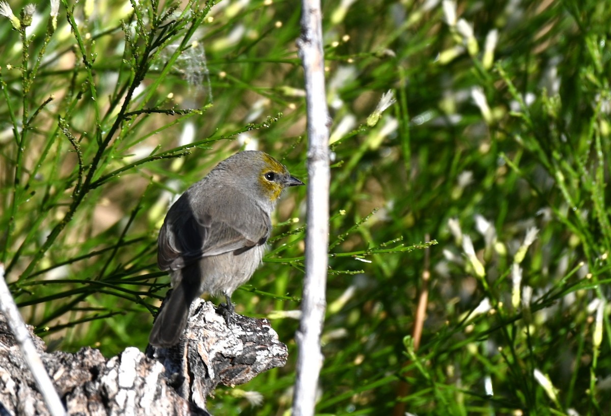 meisesmett - ML645522715