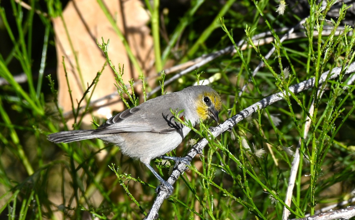 meisesmett - ML645522718