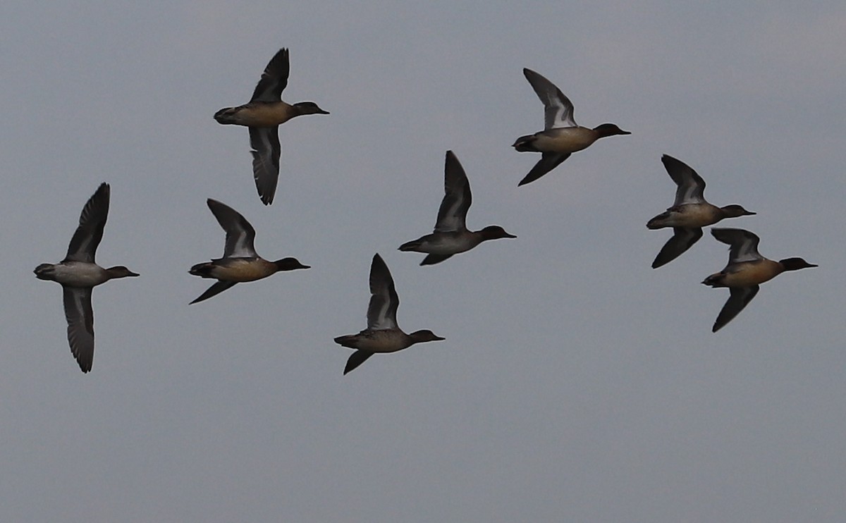 krikkand (carolinensis) (amerikakrikkand) - ML645522721