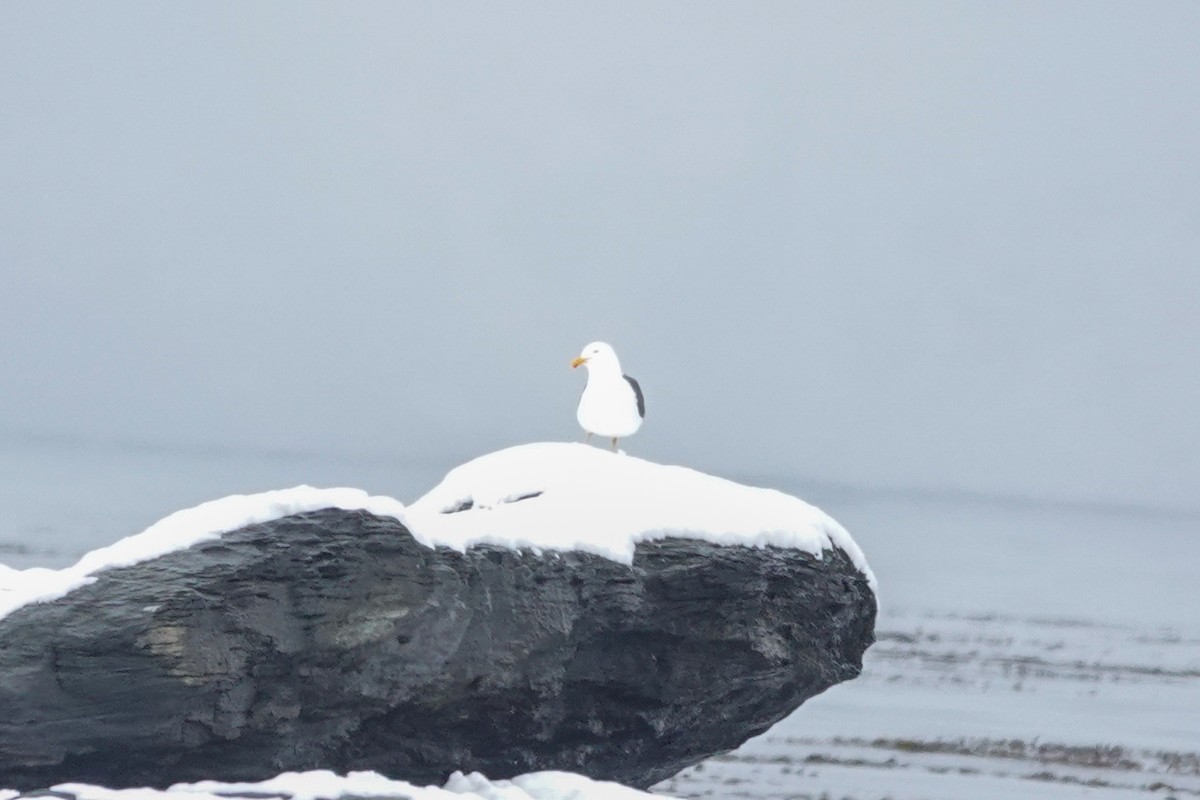 taremåke - ML645522724