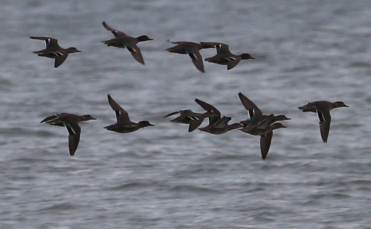 krikkand (carolinensis) (amerikakrikkand) - ML645522725