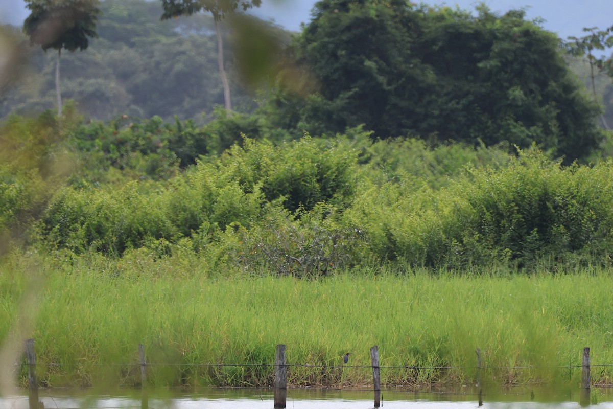 grønnrygghegre - ML645522726