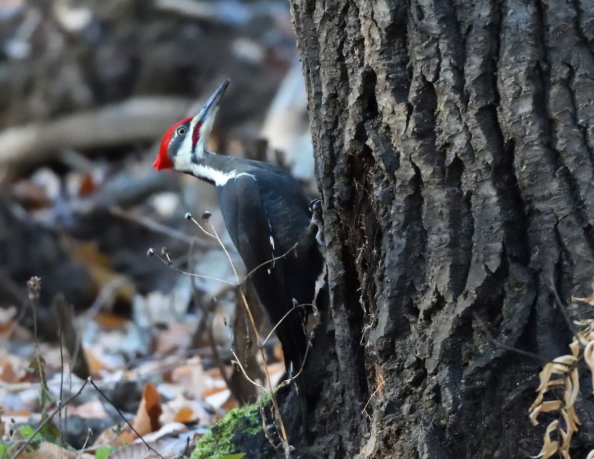 hvitbrynsvartspett - ML645522727