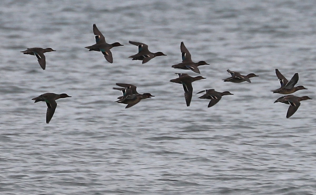 krikkand (carolinensis) (amerikakrikkand) - ML645522728