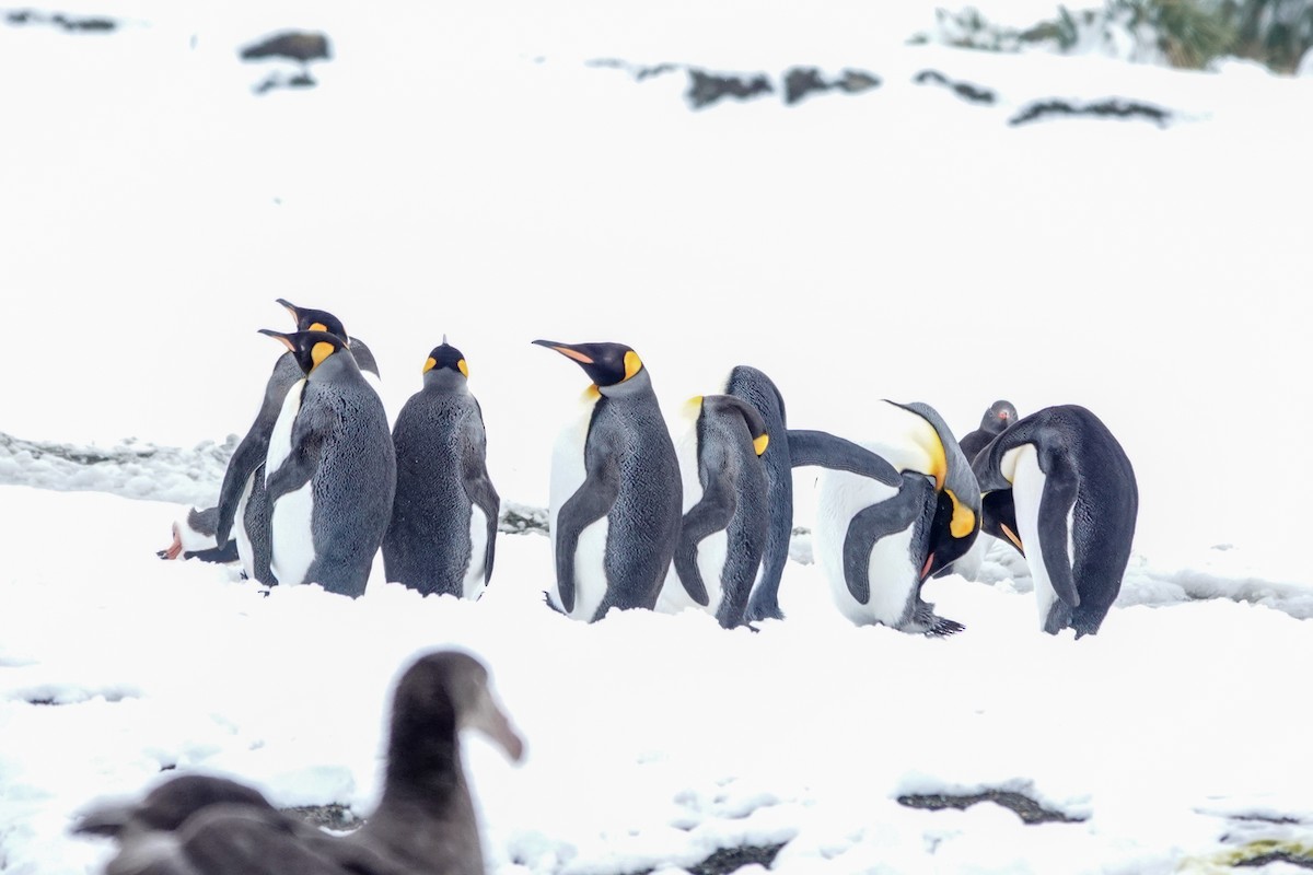 kongepingvin - ML645522729