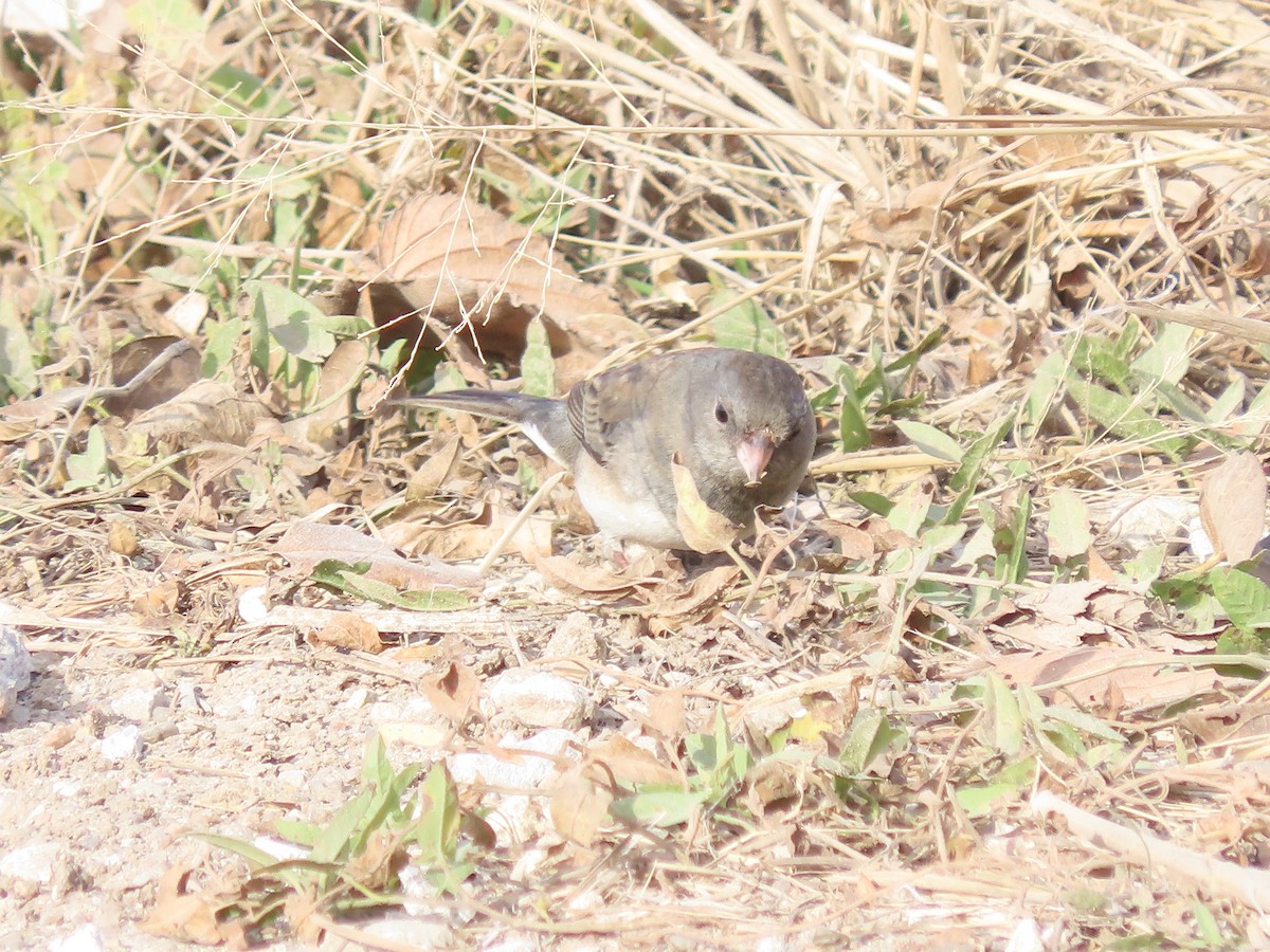 vinterjunko - ML645522730