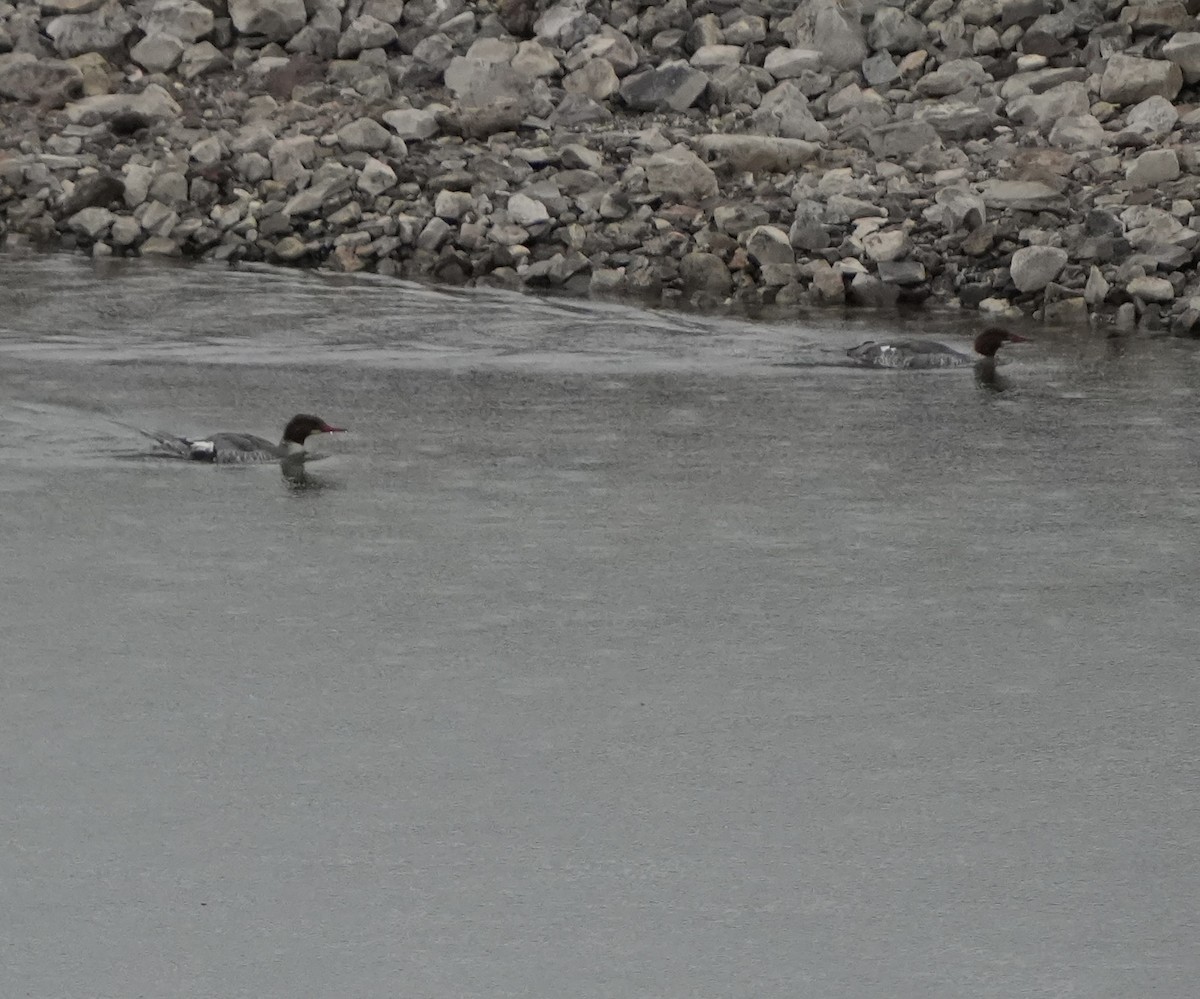 laksand - ML645522731