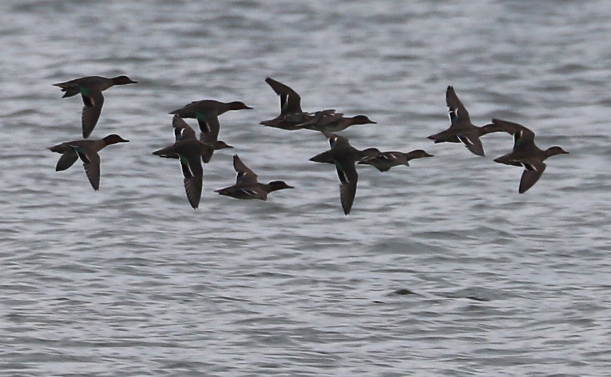 krikkand (carolinensis) (amerikakrikkand) - ML645522732