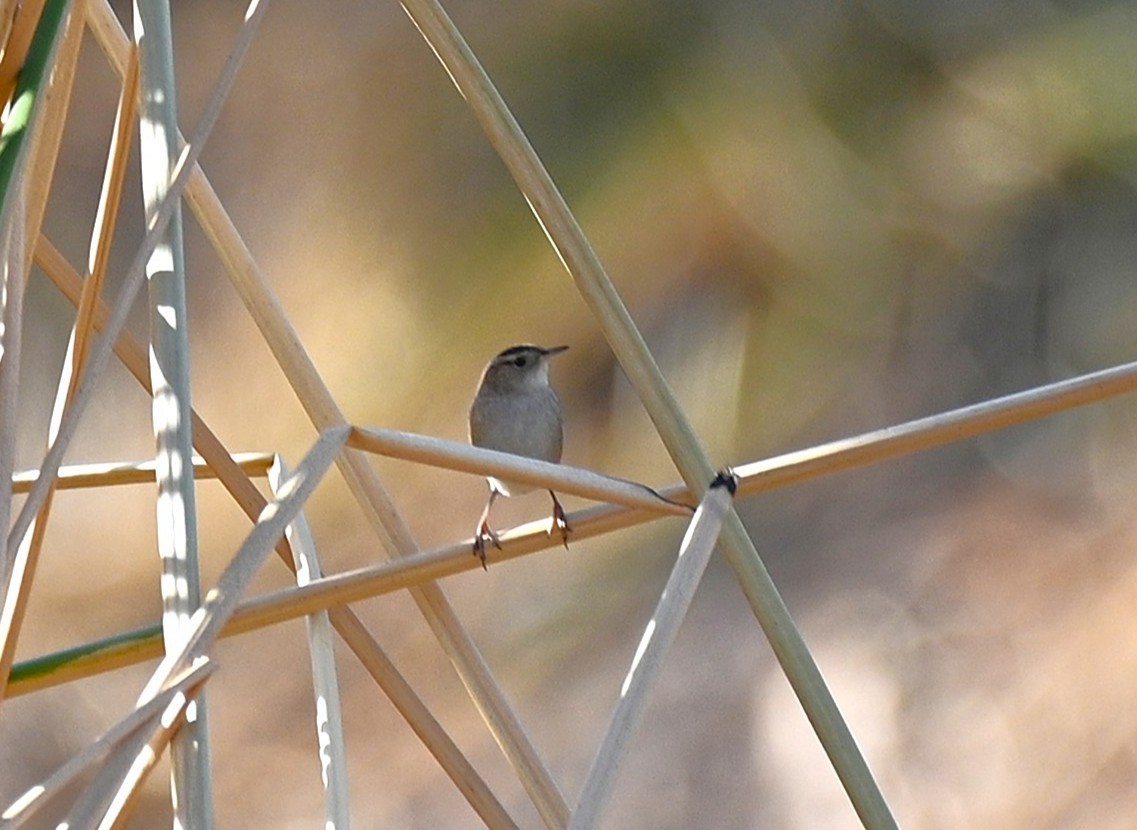 myrsmett - ML645522735