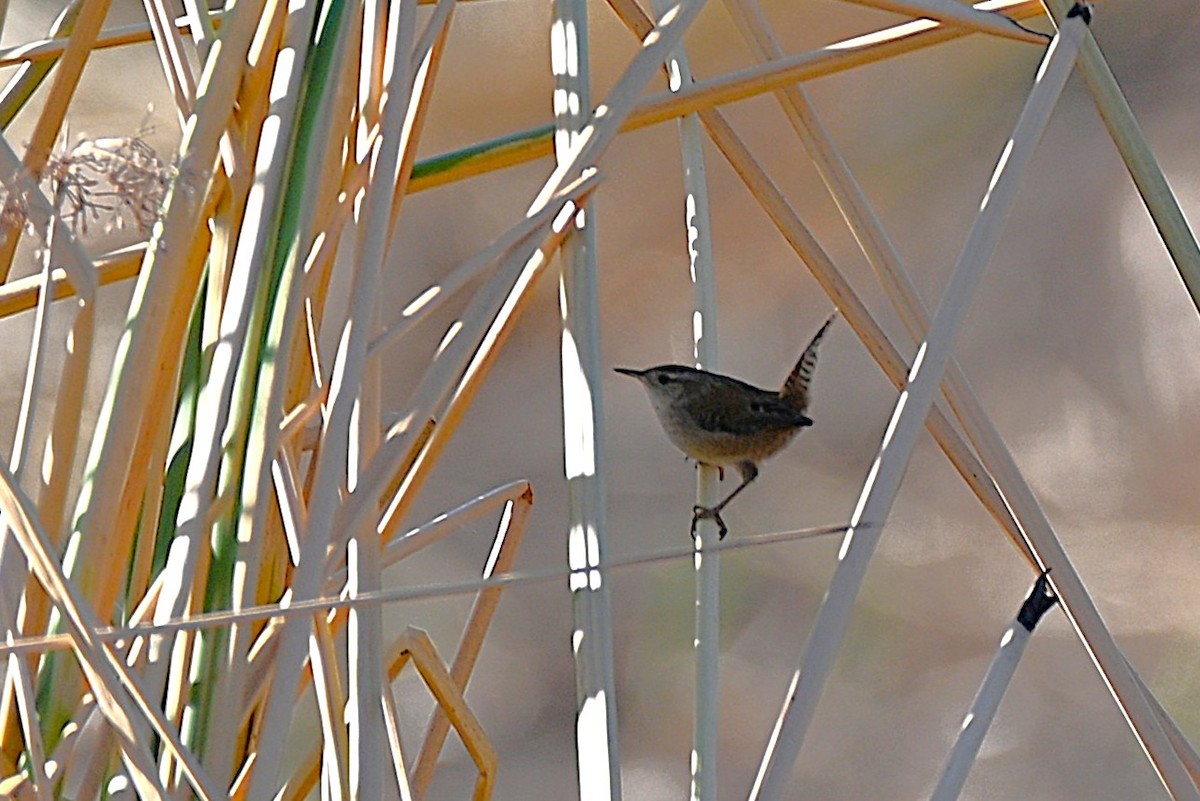 myrsmett - ML645522736