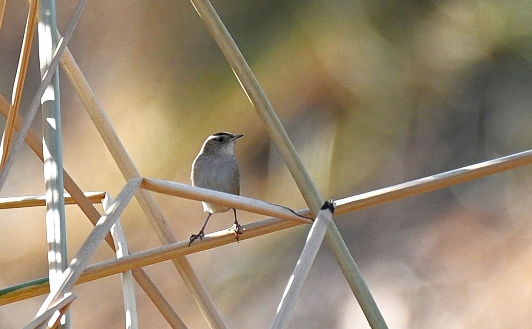 myrsmett - ML645522738