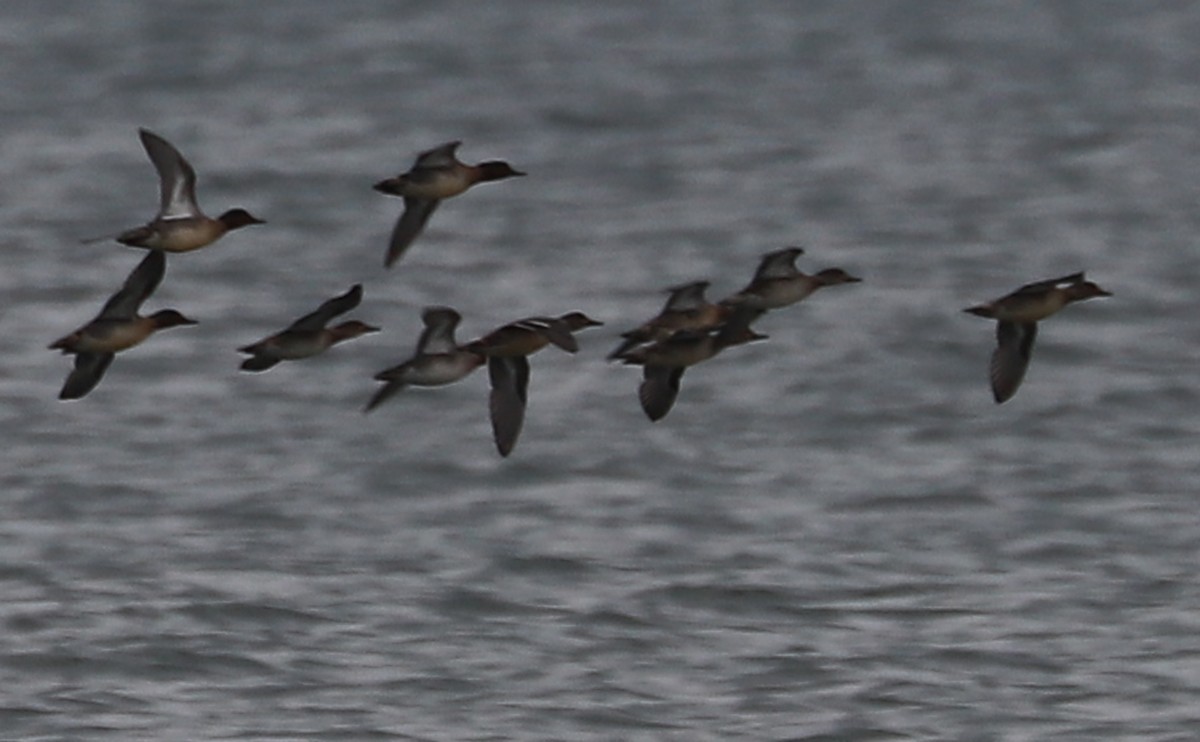 krikkand (carolinensis) (amerikakrikkand) - ML645522739