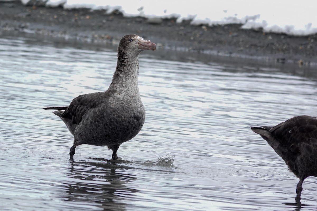 Northern Giant-Petrel - ML645522745