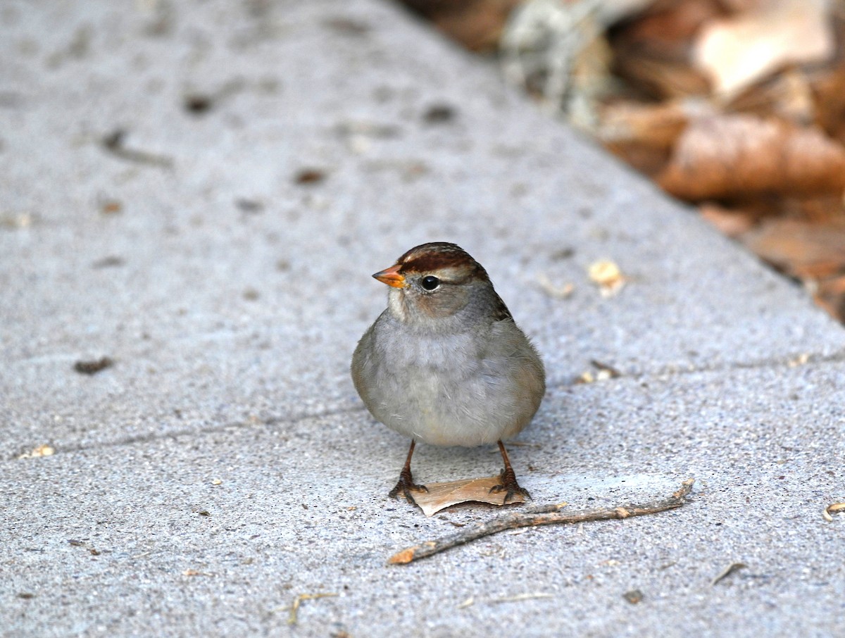 hvitkronespurv - ML645522746