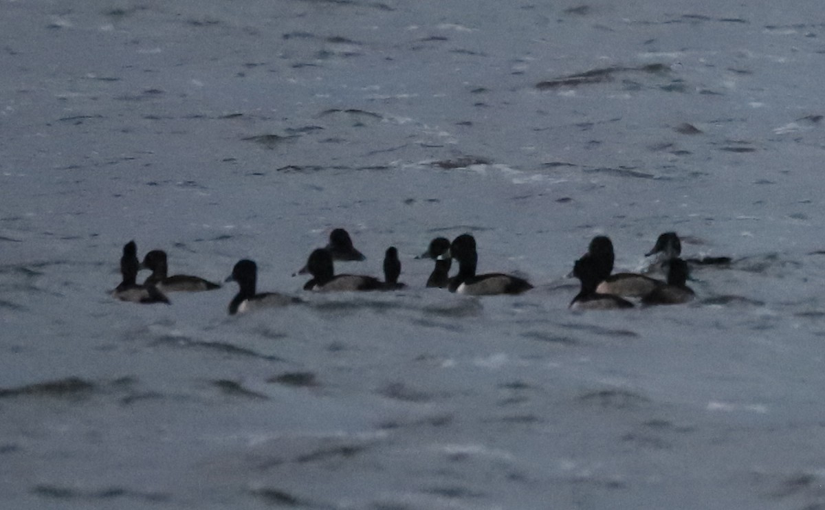 ringand - ML645522747