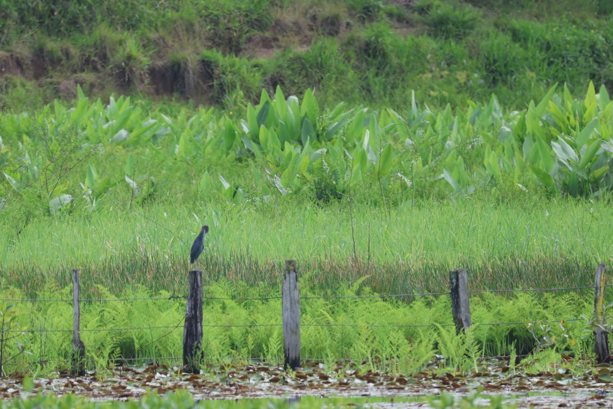 blåhegre - ML645522748