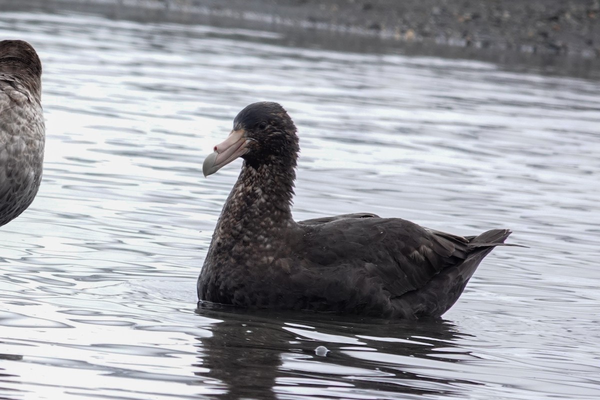 sørkjempepetrell - ML645522749