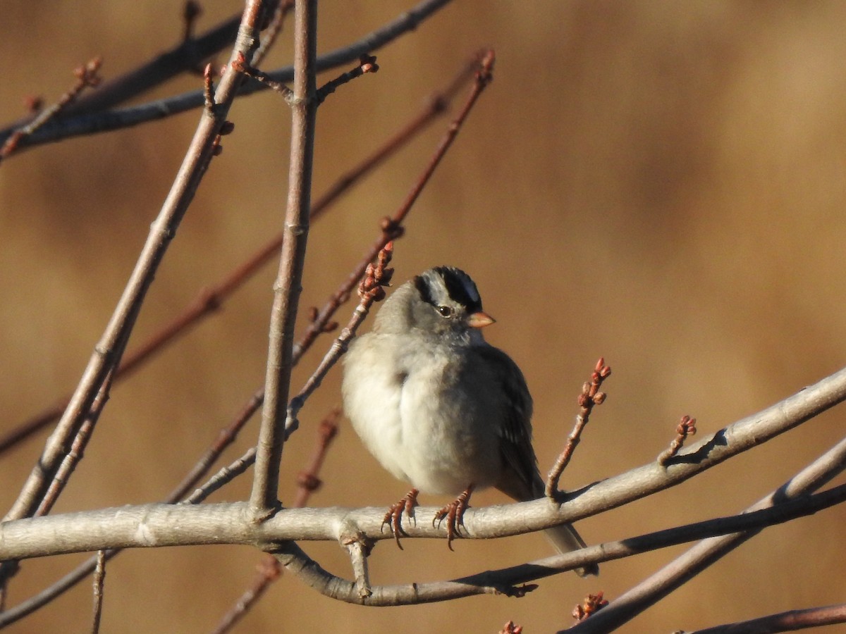 hvitkronespurv - ML645522750