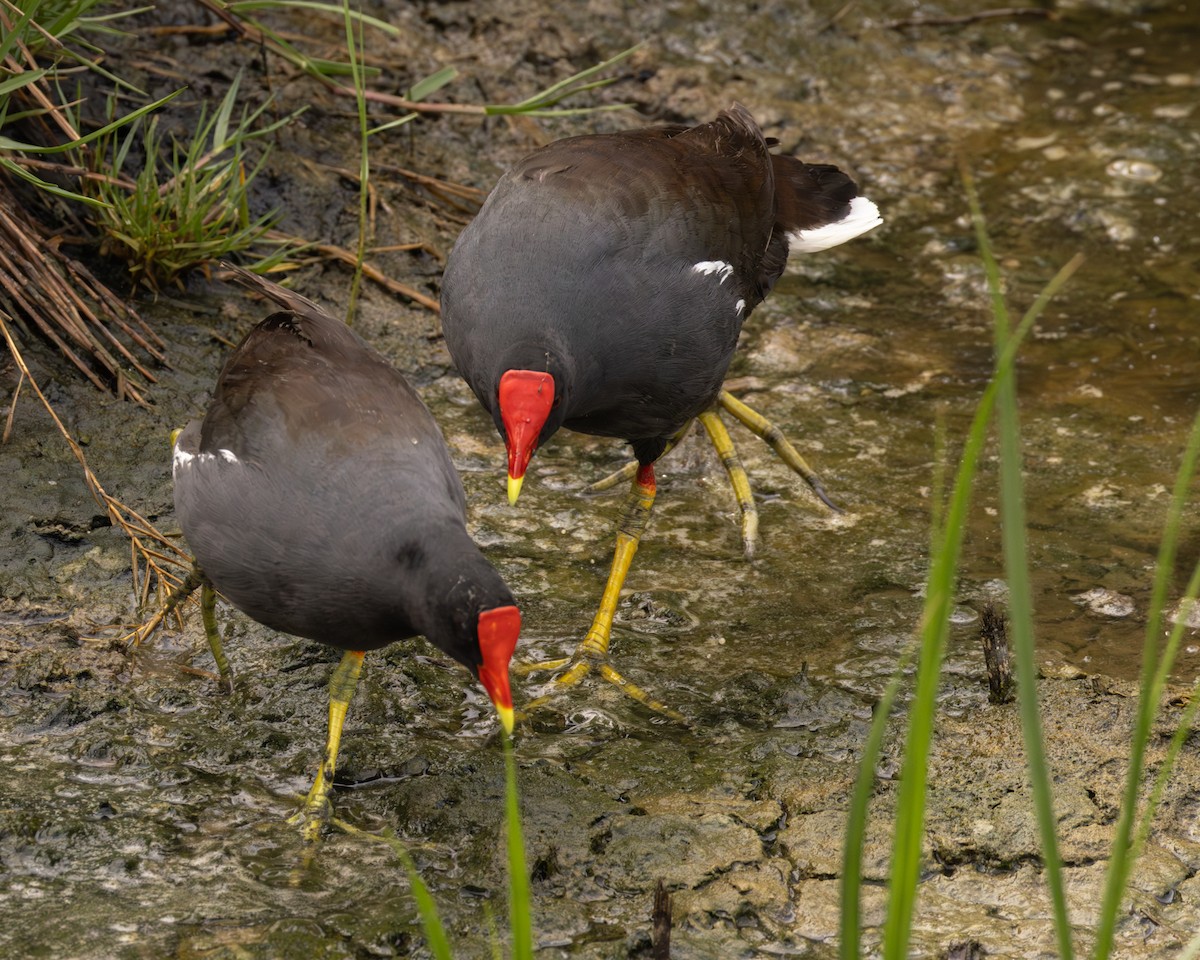 amerikasivhøne - ML645522752