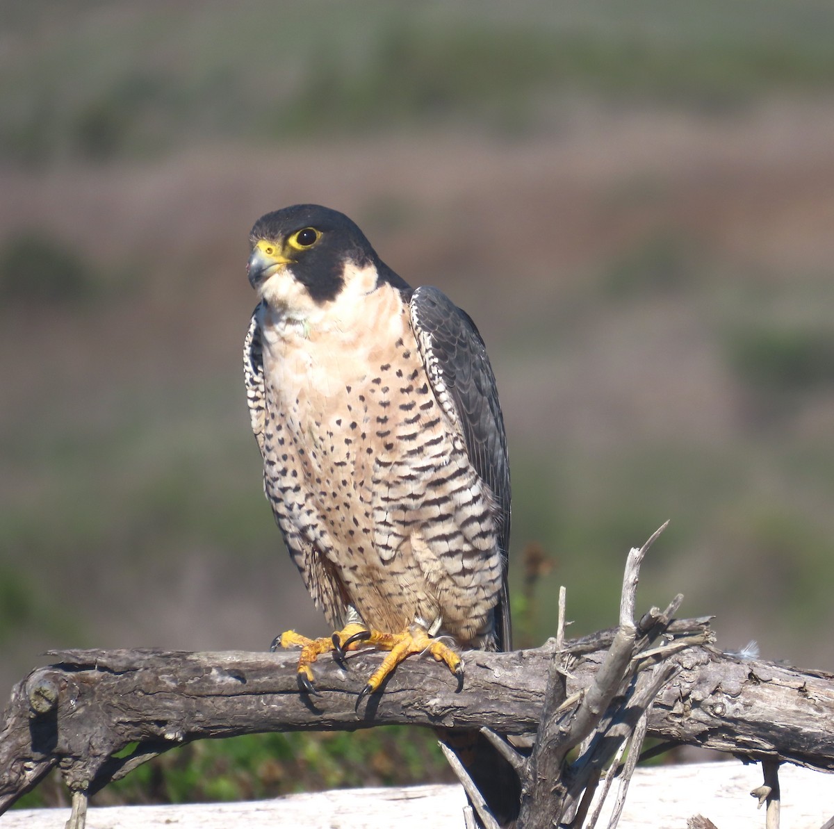 Faucon pèlerin - ML645522770