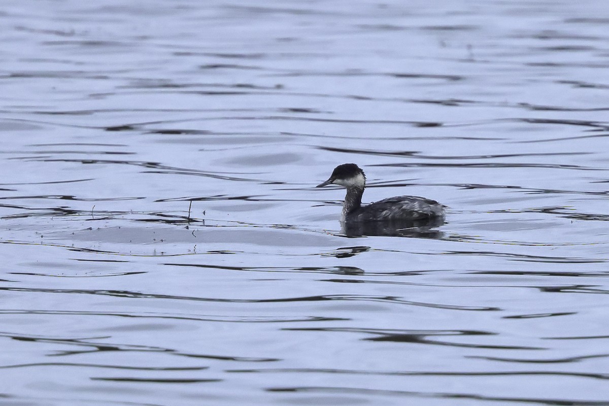 Svasso piccolo - ML645522774