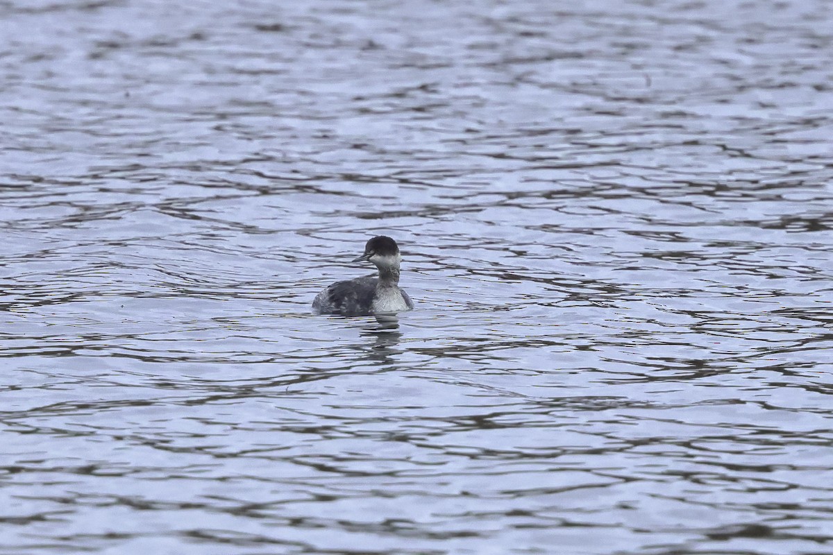 Svasso piccolo - ML645522775