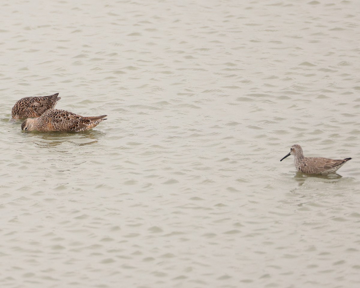 Stilt Sandpiper - ML645522783
