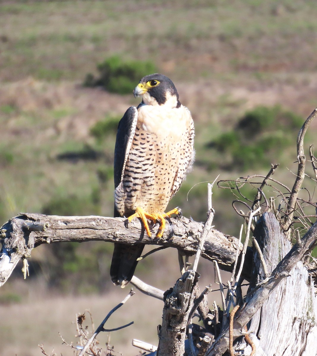 Faucon pèlerin - ML645522788