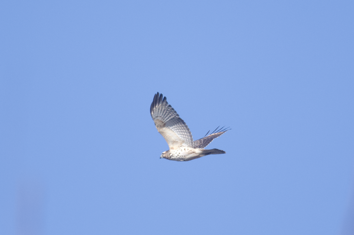 Red-shouldered Hawk - ML645522800