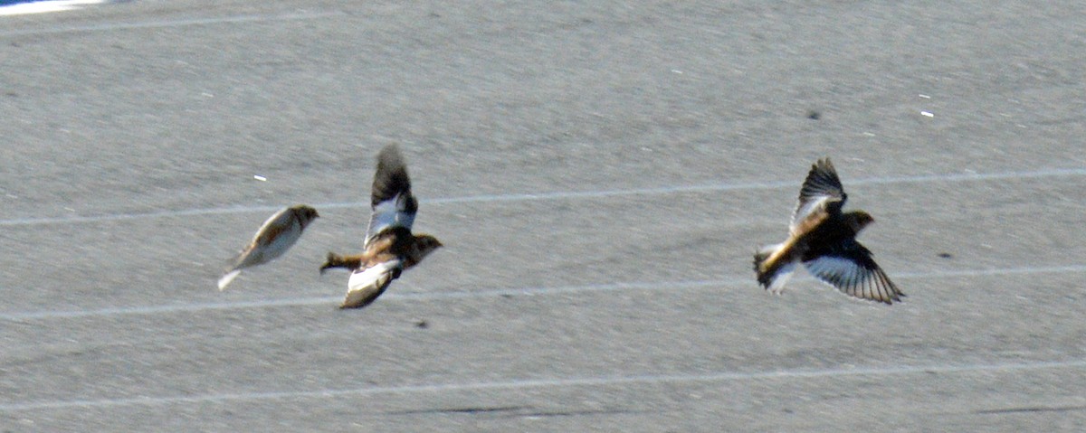 snøspurv - ML645522805