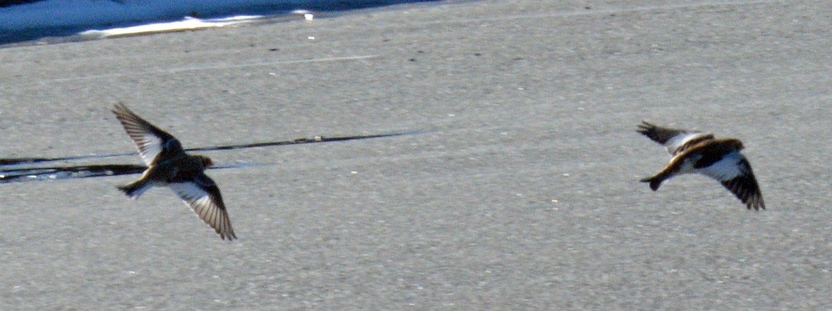 snøspurv - ML645522806