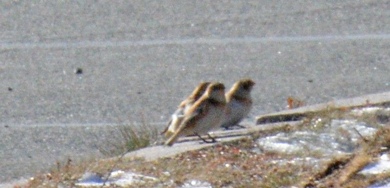 snøspurv - ML645522807