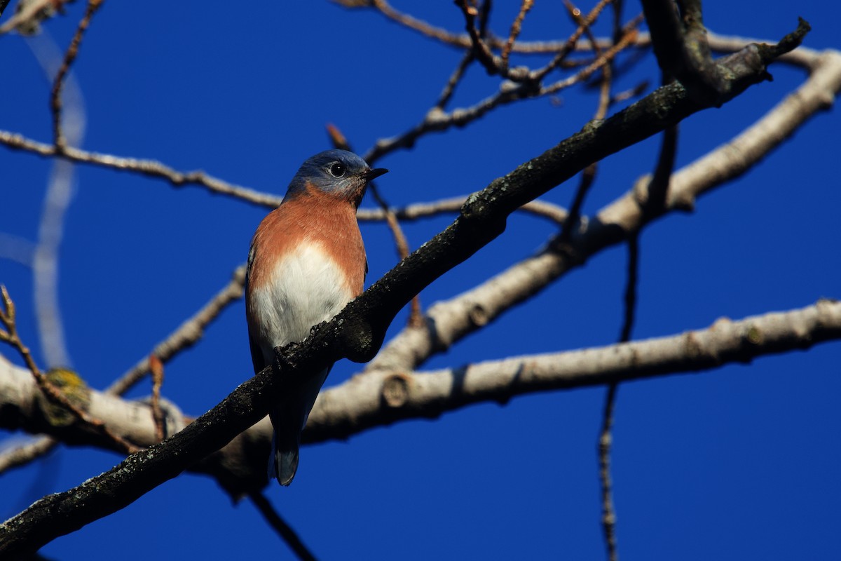 Eastern Bluebird - ML645522813