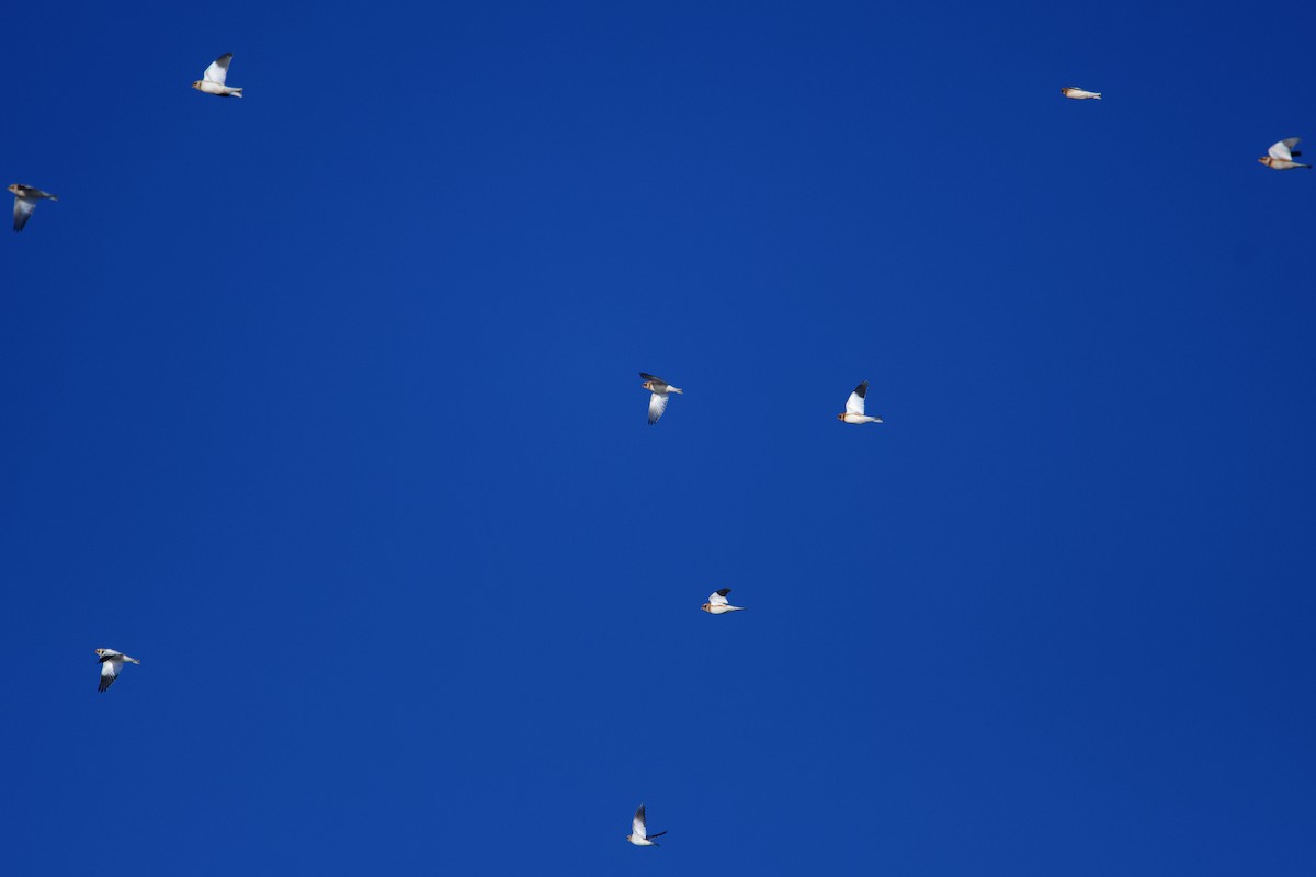 Snow Bunting - ML645522827