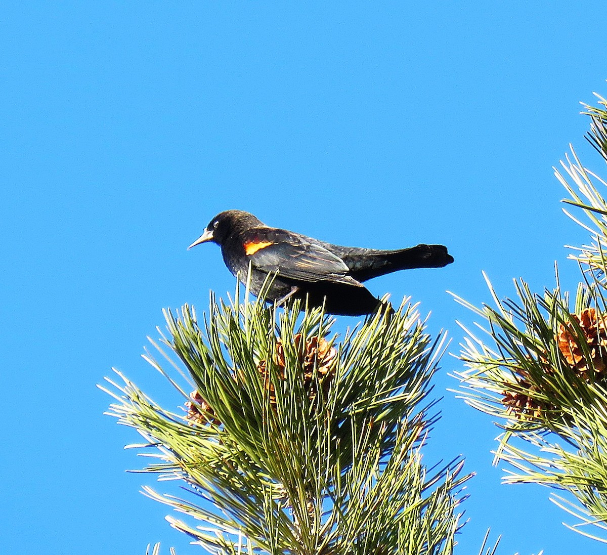 Red-winged Blackbird - ML645522833