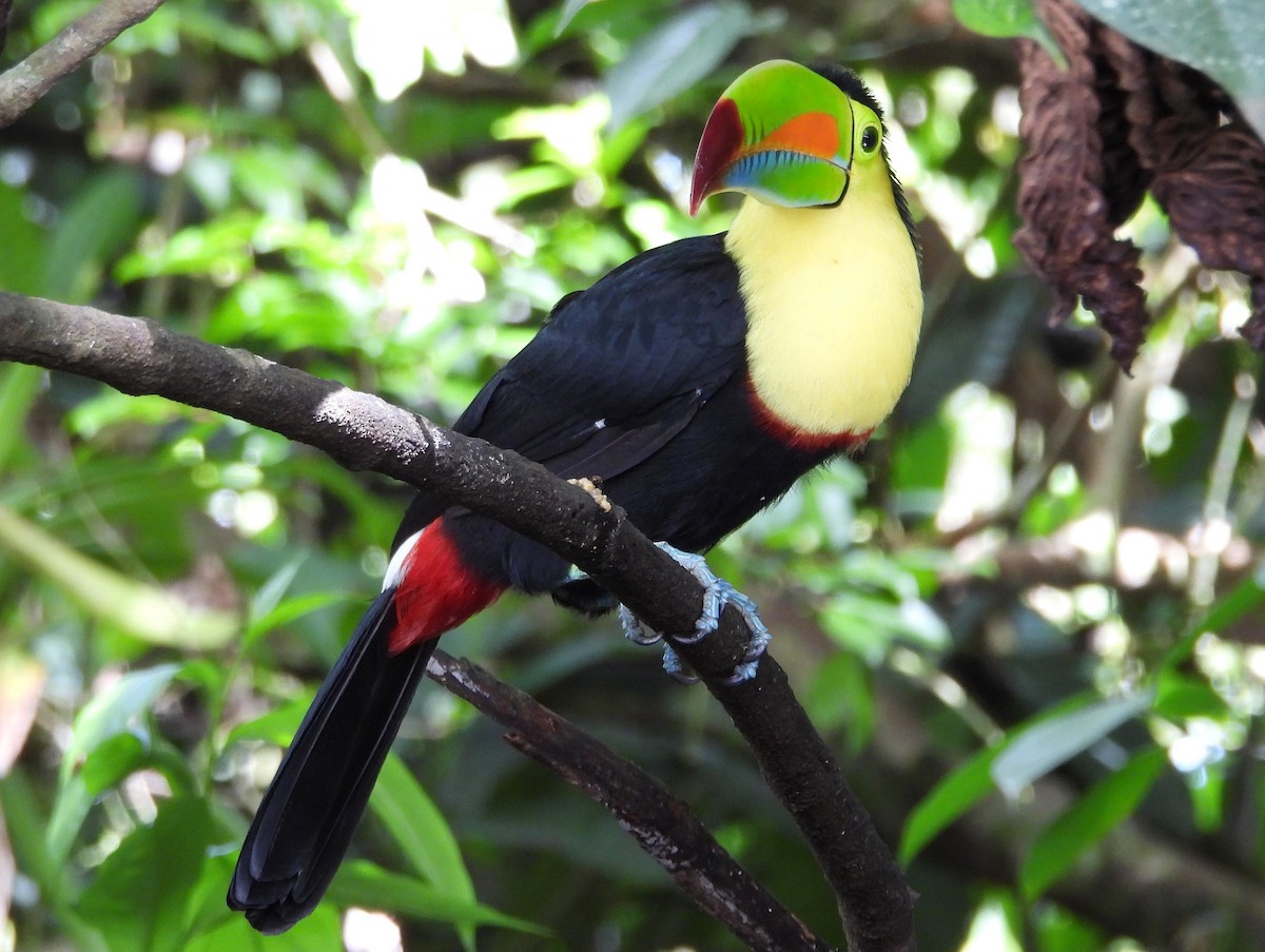 Fischertukan - ML645522842