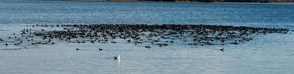 American Coot - ML645522849