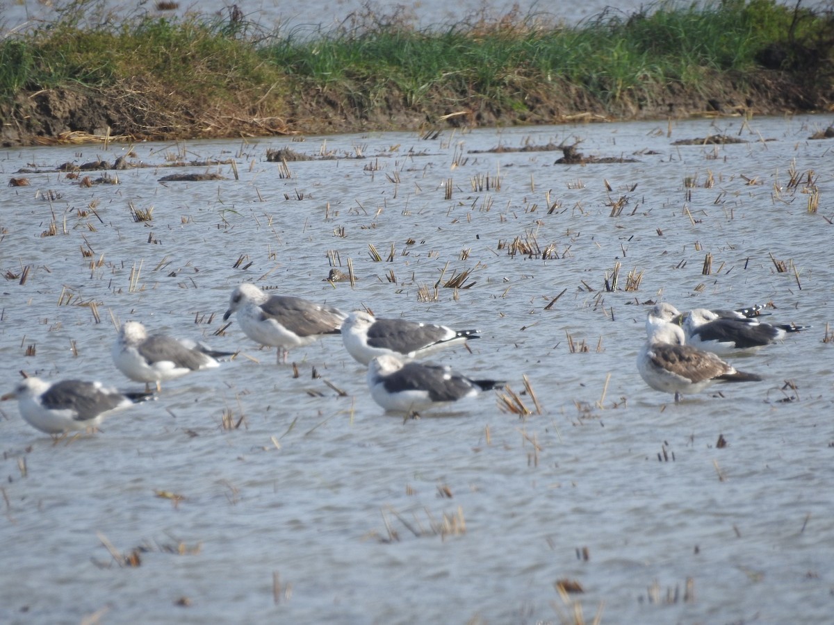Lesser Black-backed Gull - ML645522854