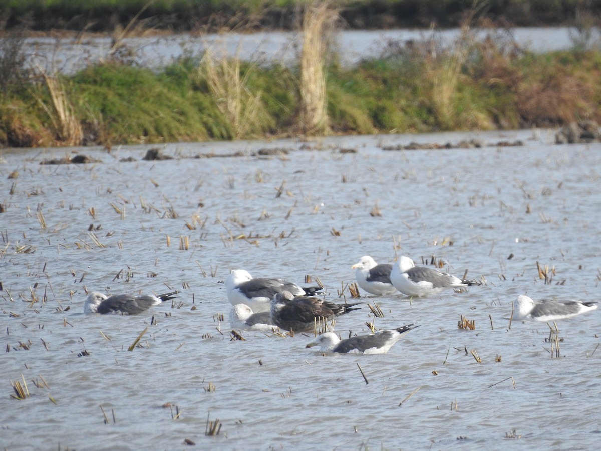 Lesser Black-backed Gull - ML645522855