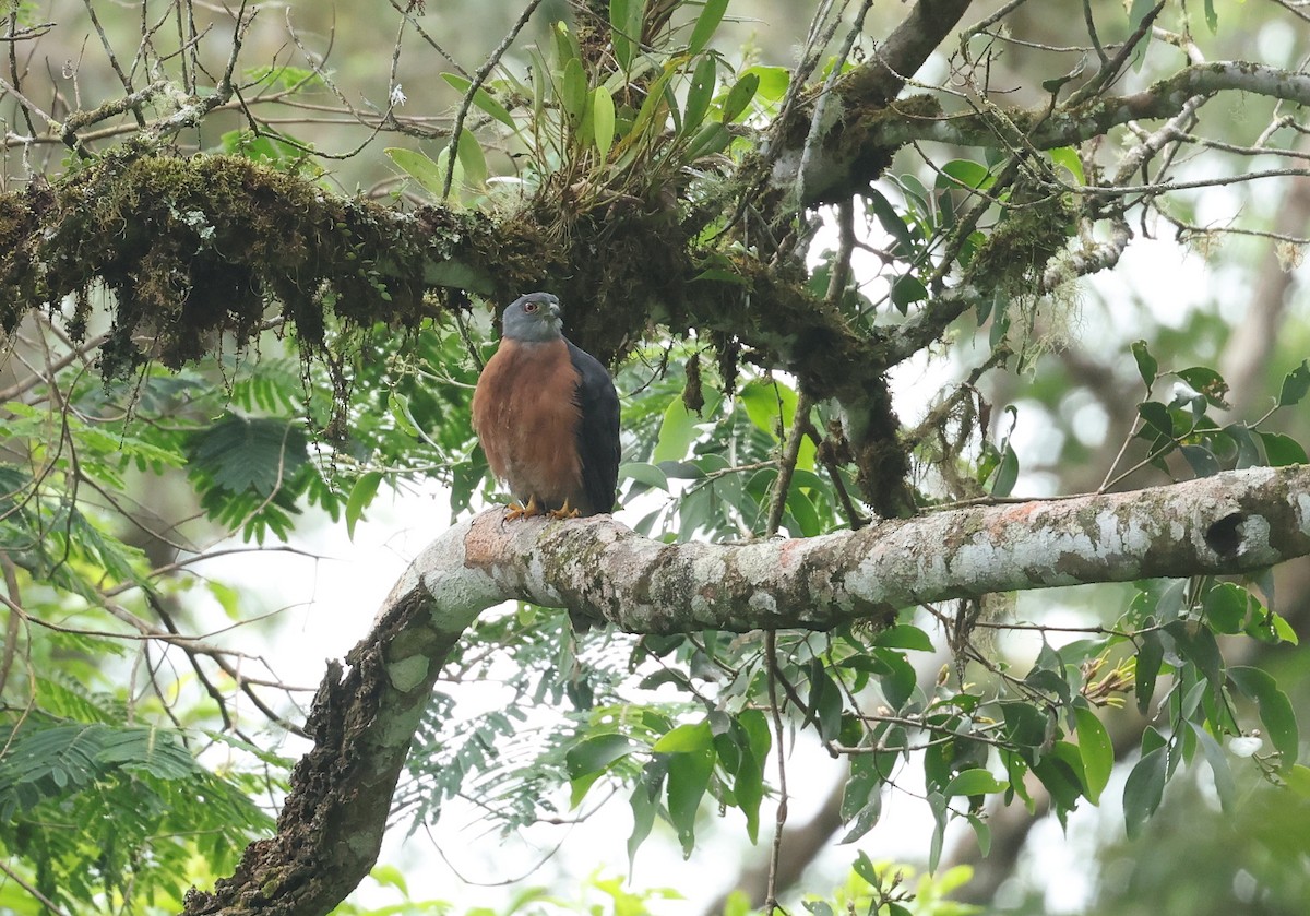 Double-toothed Kite - ML645522858