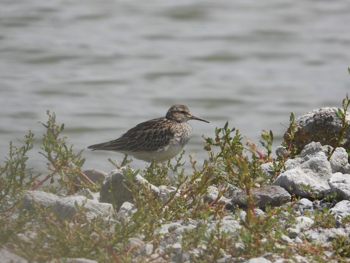 Дутыш - ML645522871