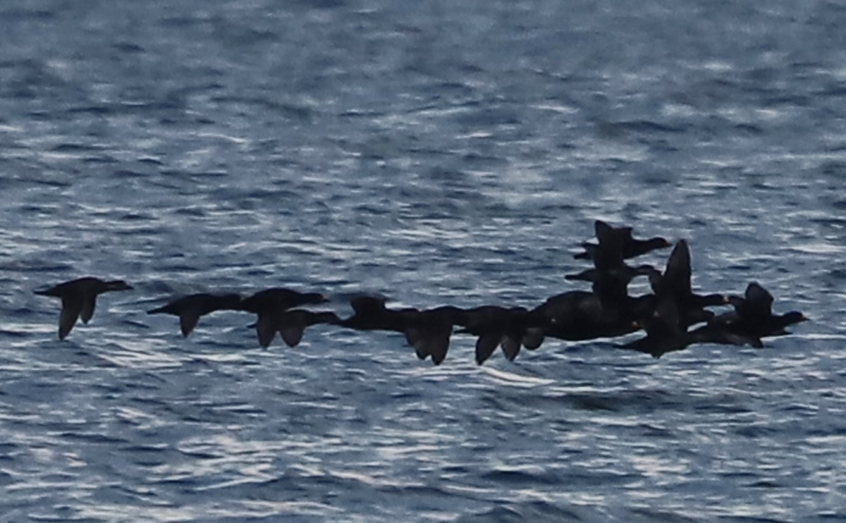 turpan žlutozobý - ML645522872