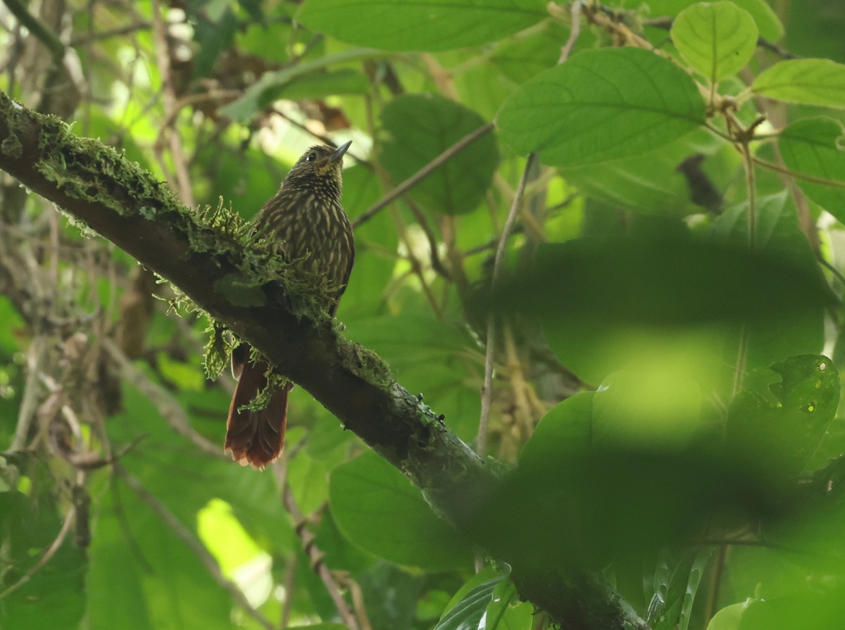 Lineated Foliage-gleaner - ML645522874