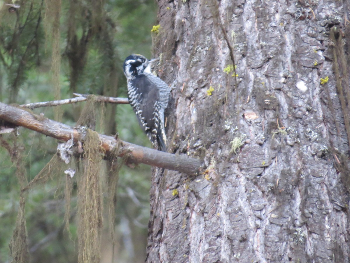 American Three-toed Woodpecker - ML645522875