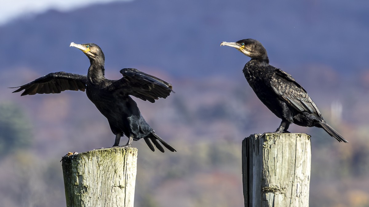 Great Cormorant - ML645522876