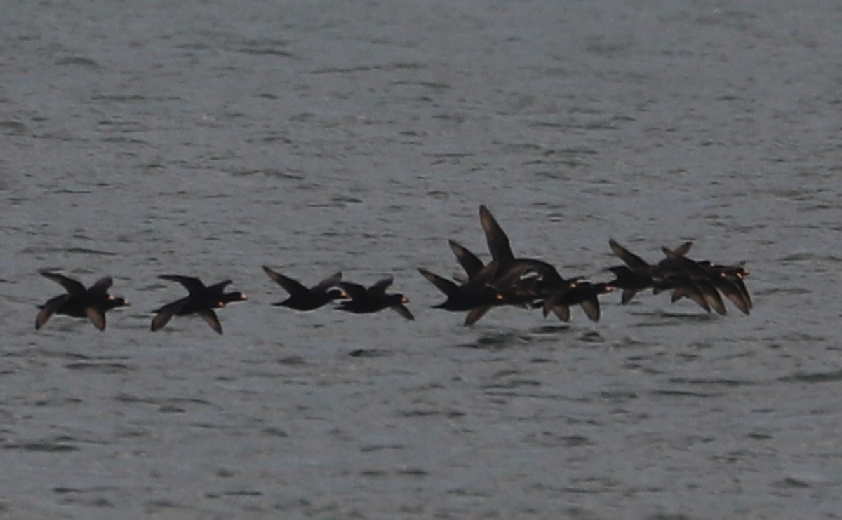 turpan žlutozobý - ML645522882