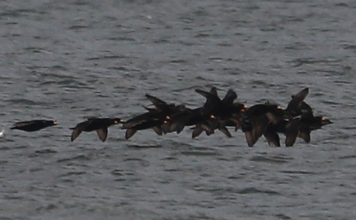 turpan žlutozobý - ML645522894