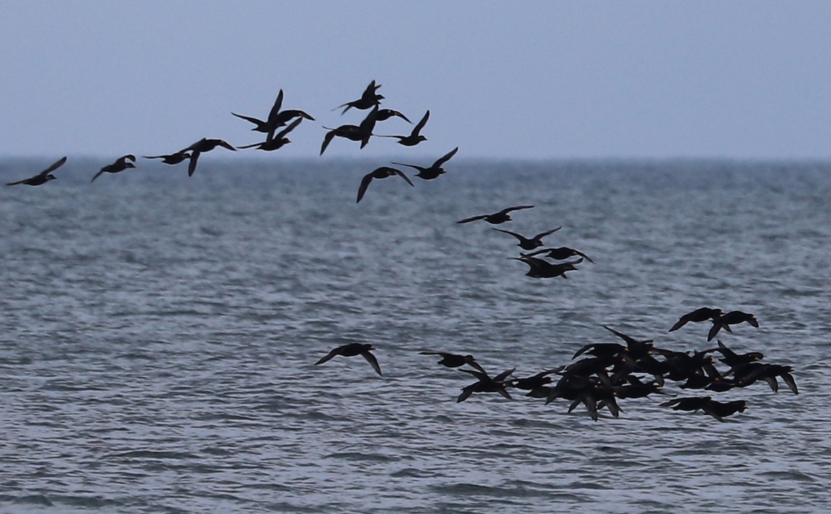 turpan žlutozobý - ML645522899