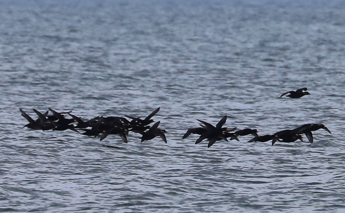 turpan žlutozobý - ML645522903