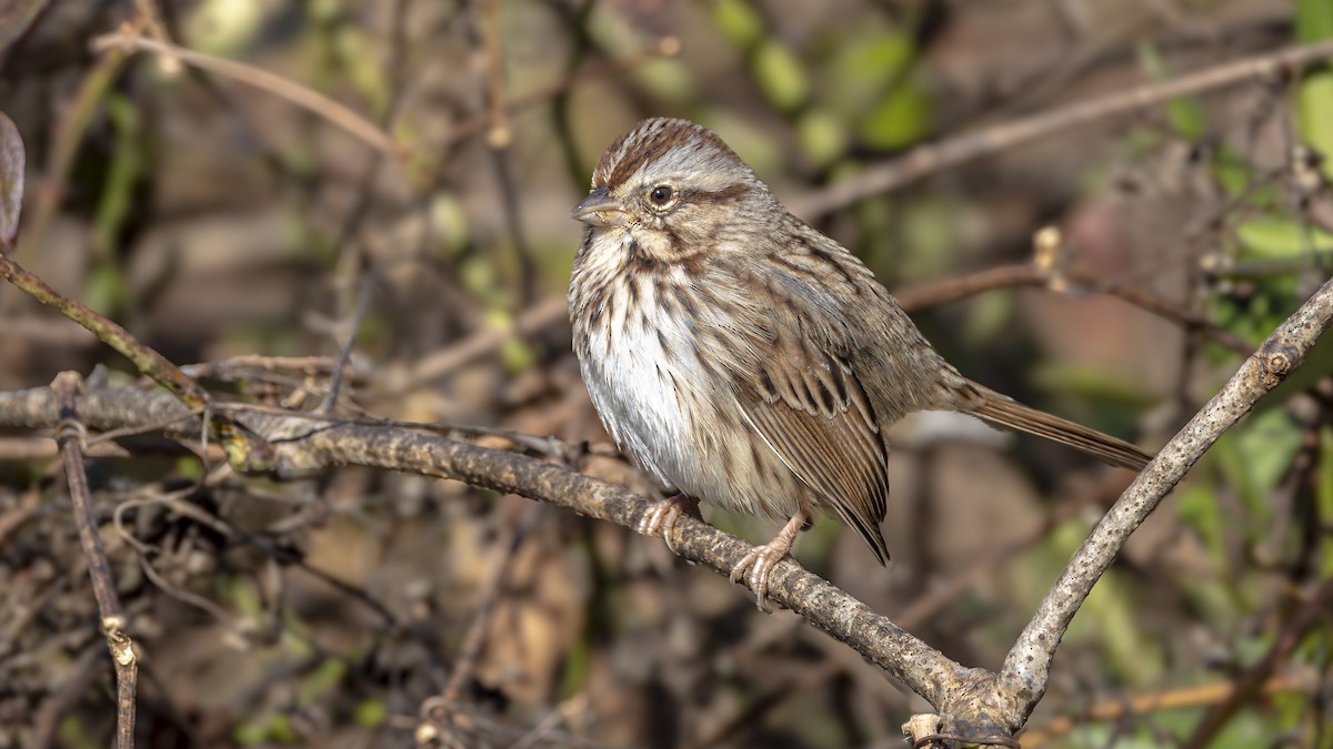 Song Sparrow - ML645522906